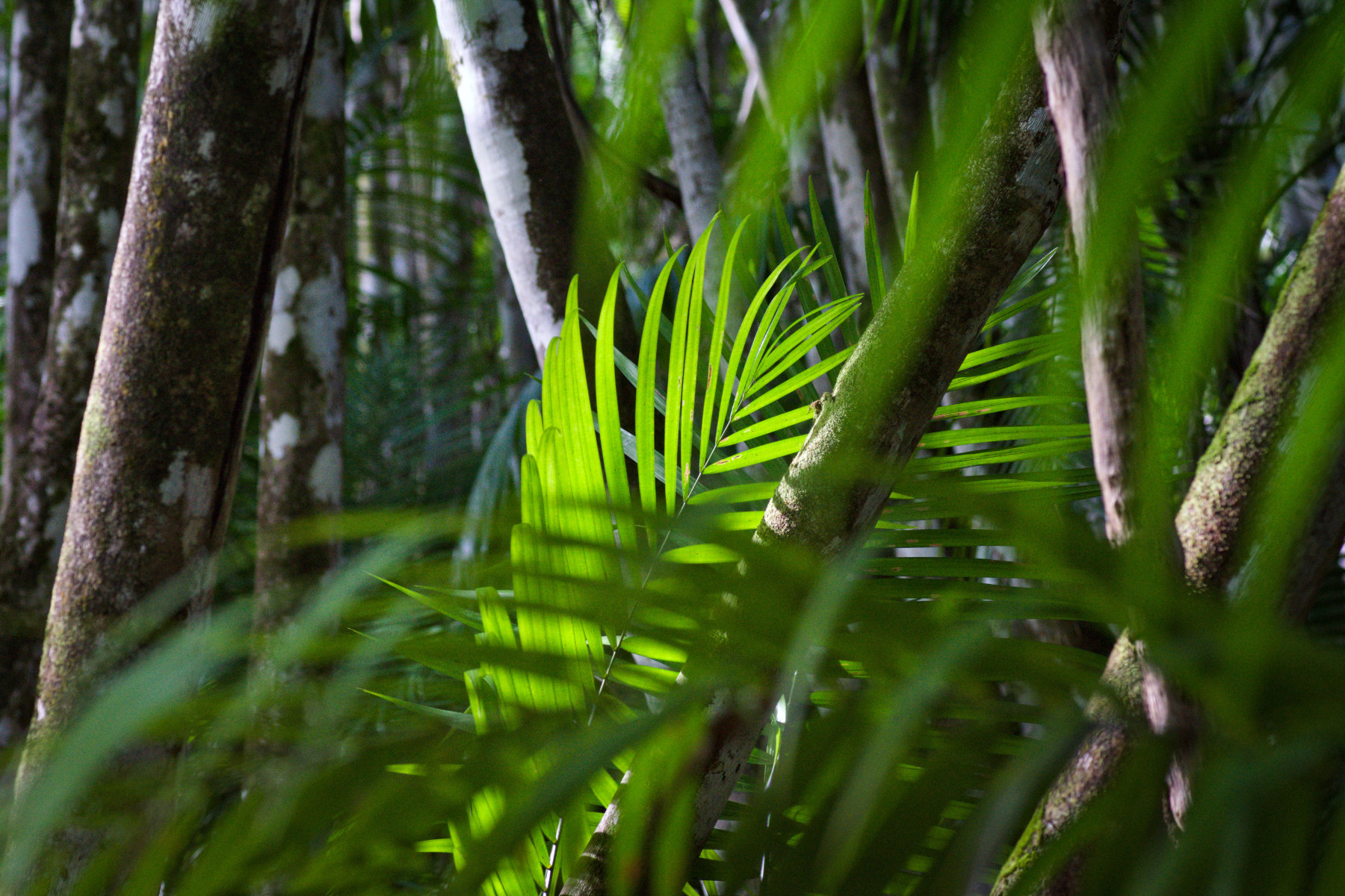 Light through the canopy