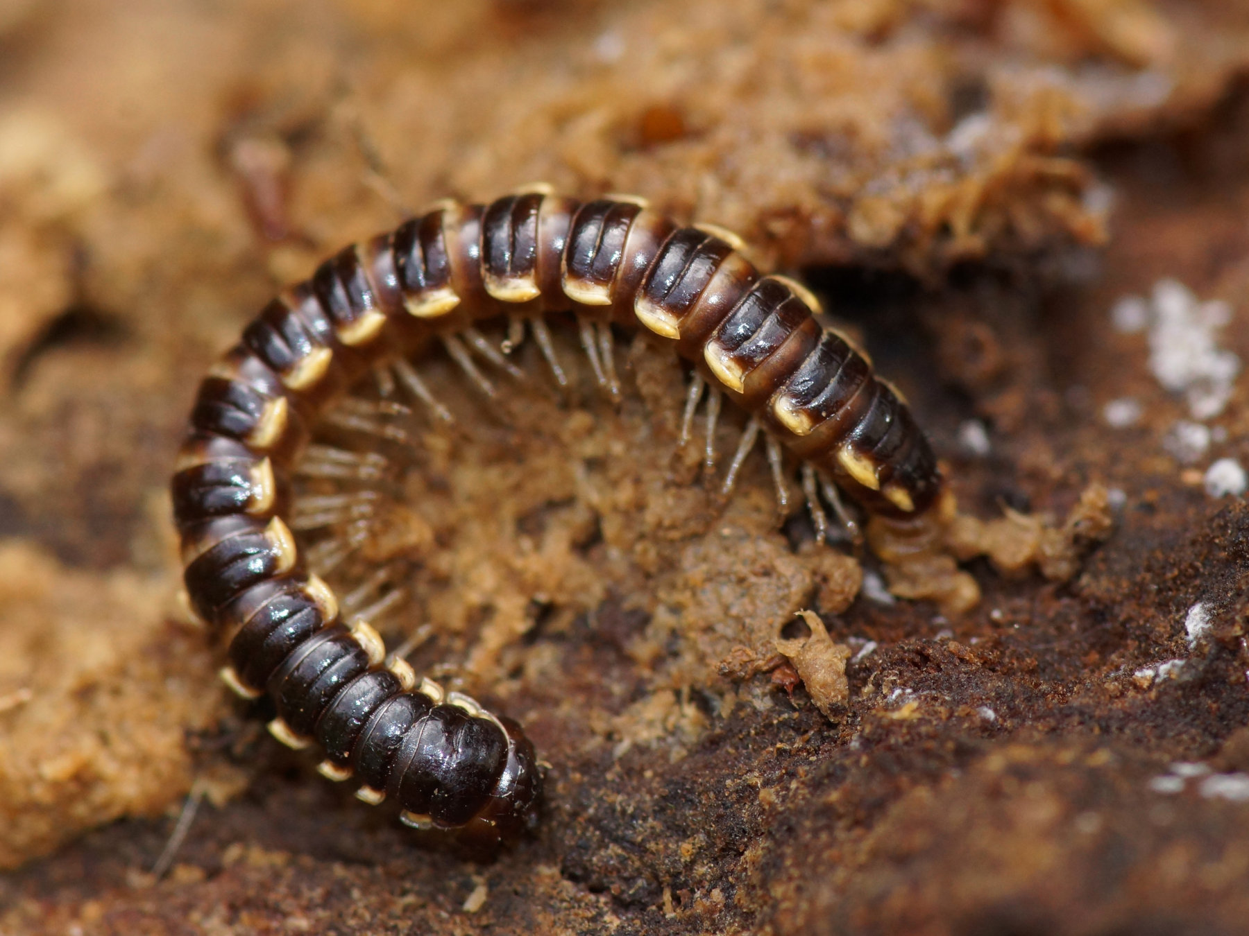 Long-flange Millipede