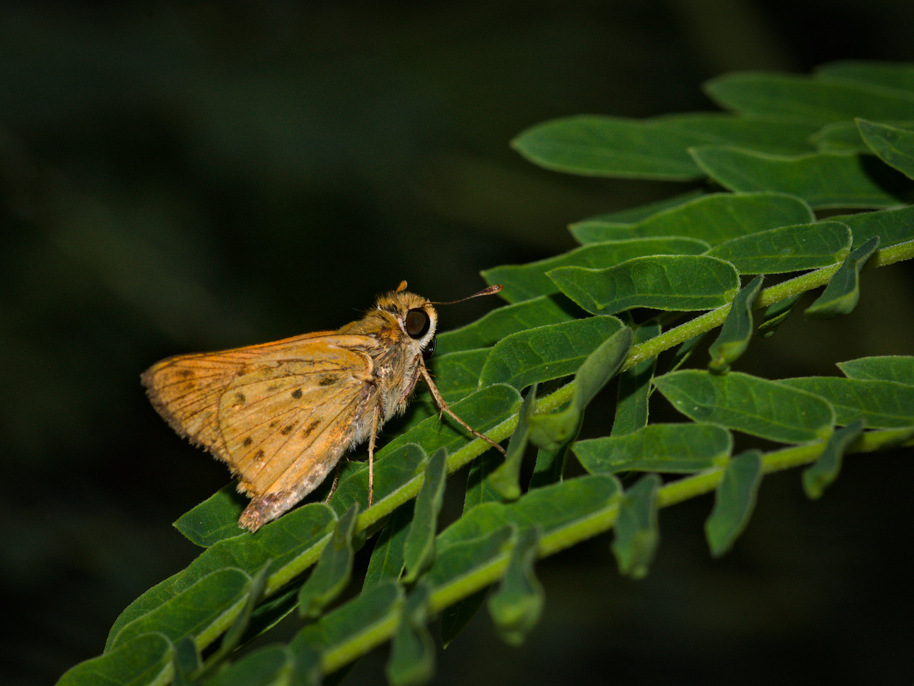 Fiery Skipper