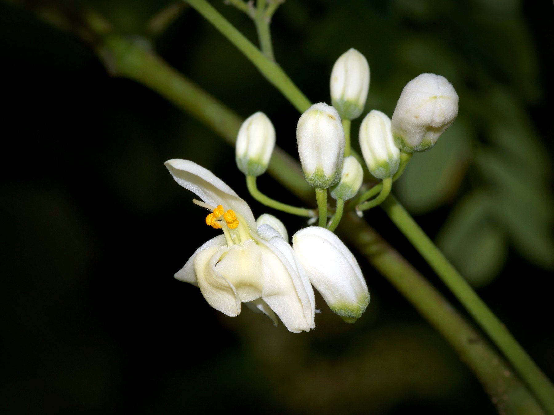 Moringa Tree