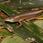 Island Rainbow Skink