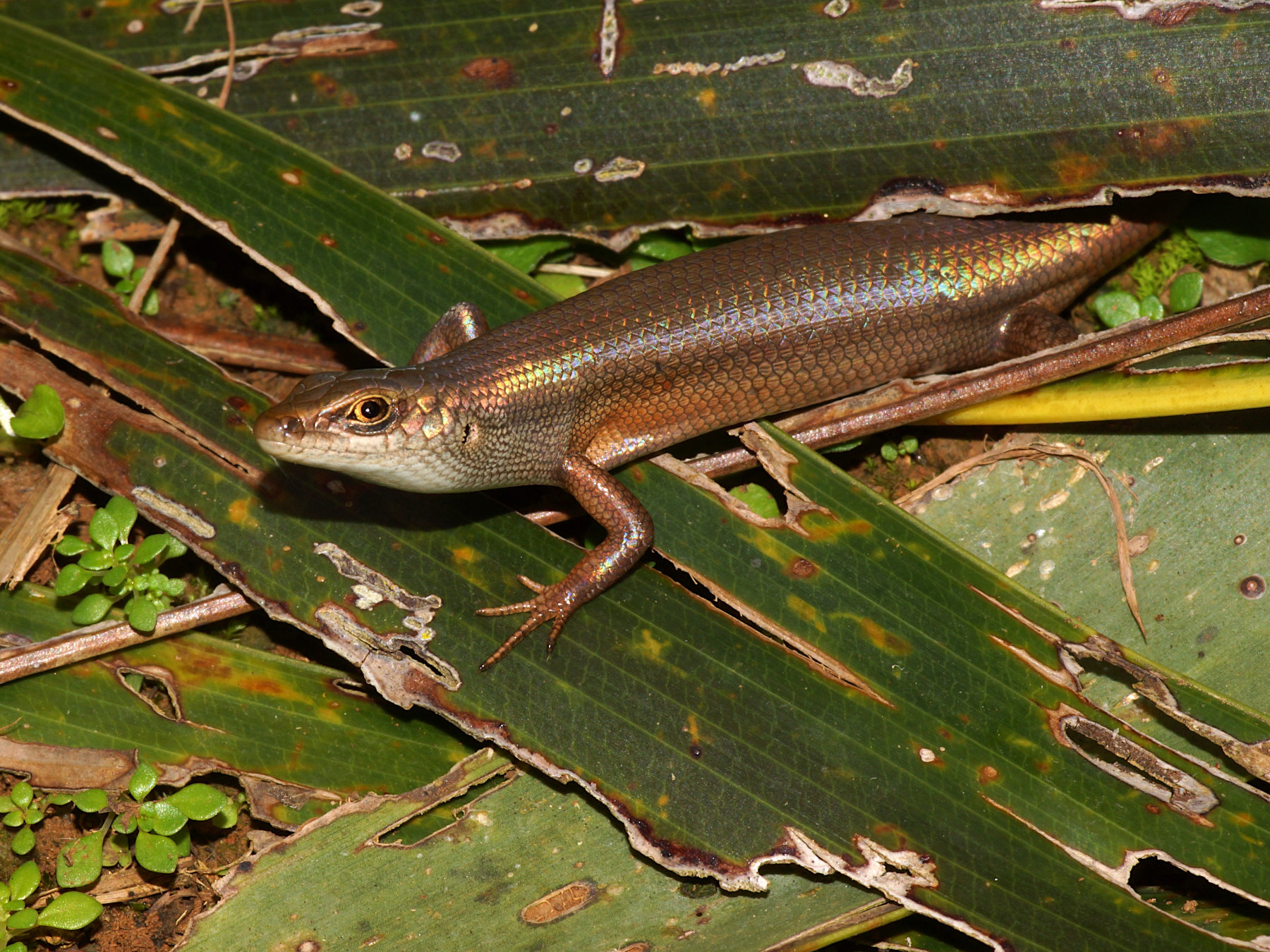 Island Rainbow Skink