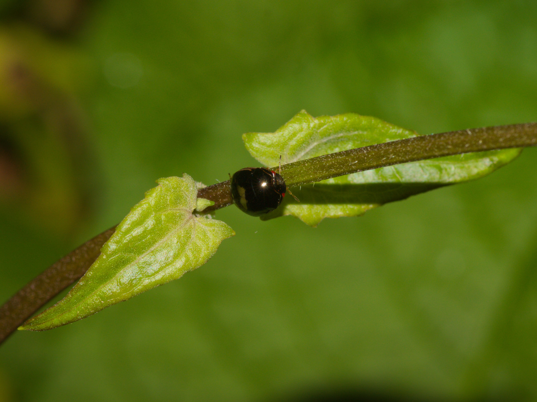 Brachyplatys subaeneus