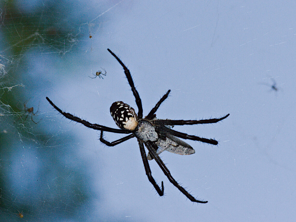 Dome Web Spider