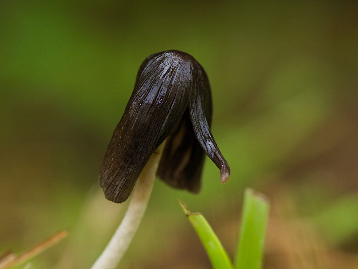 Suborder Agaricineae