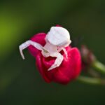 Flower Crab Spider