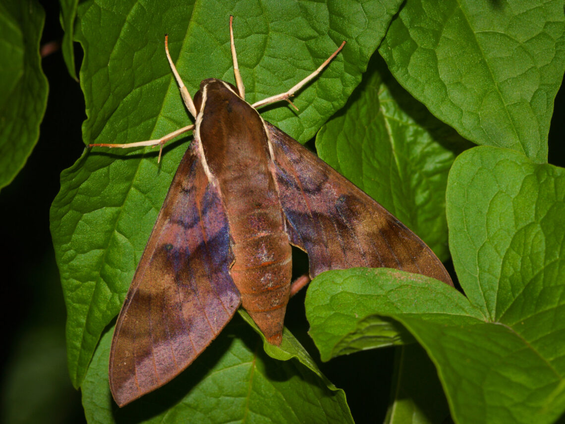 White-brow Hawkmoth