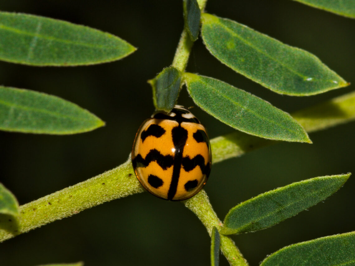 Six-spotted Zigzag Ladybird