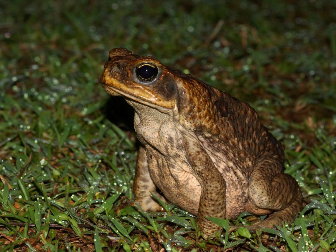 Cane Toad