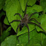 Pantropical Huntsman Spider
