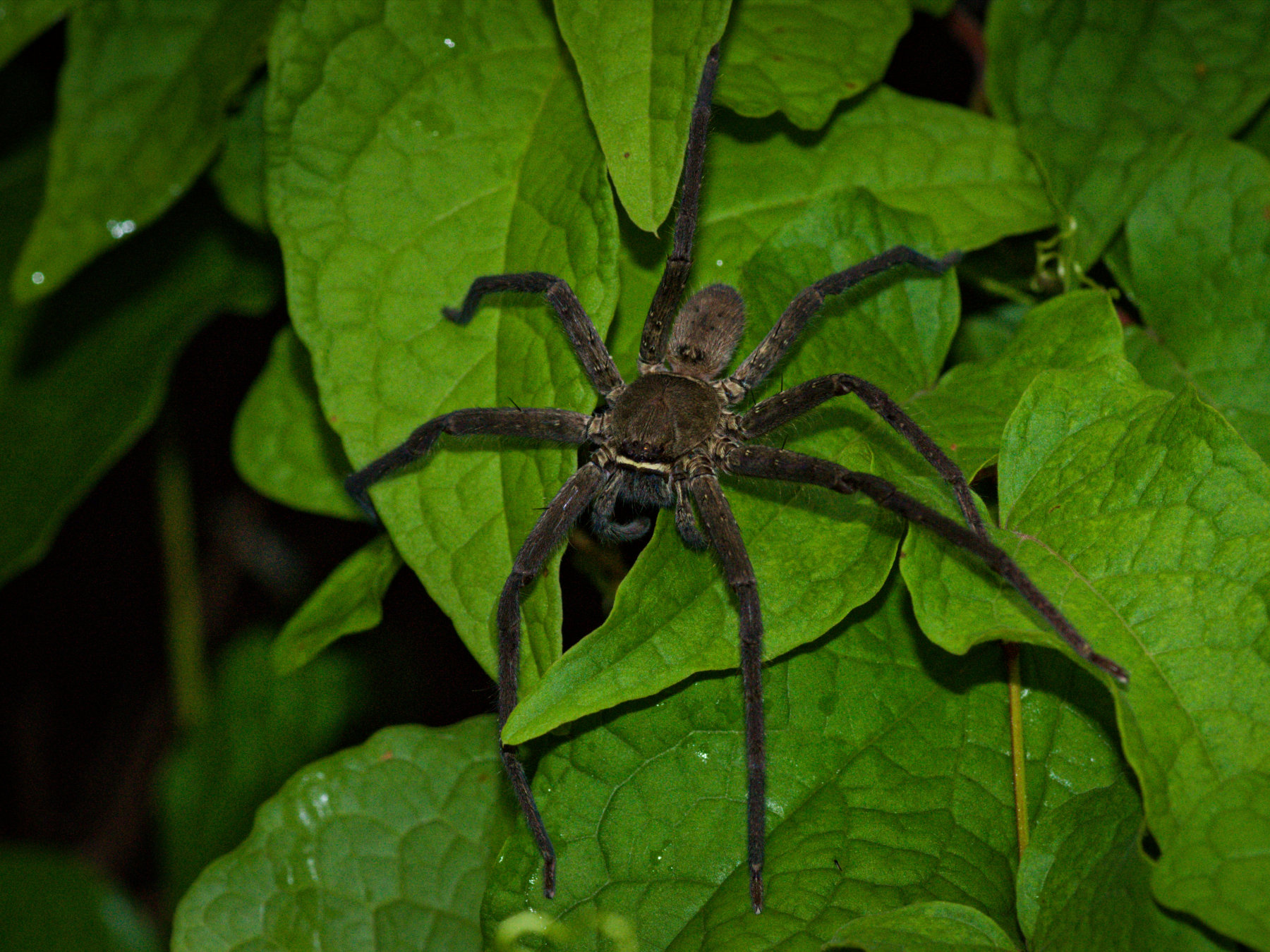 Pantropical Huntsman Spider