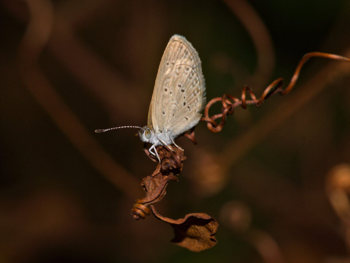 Lesser Grass Blue