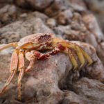 Thin-shelled rock crab molt