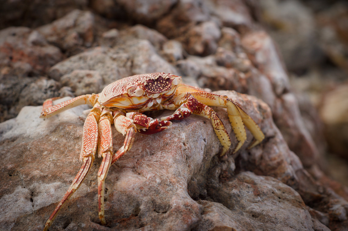 Rock crab molt