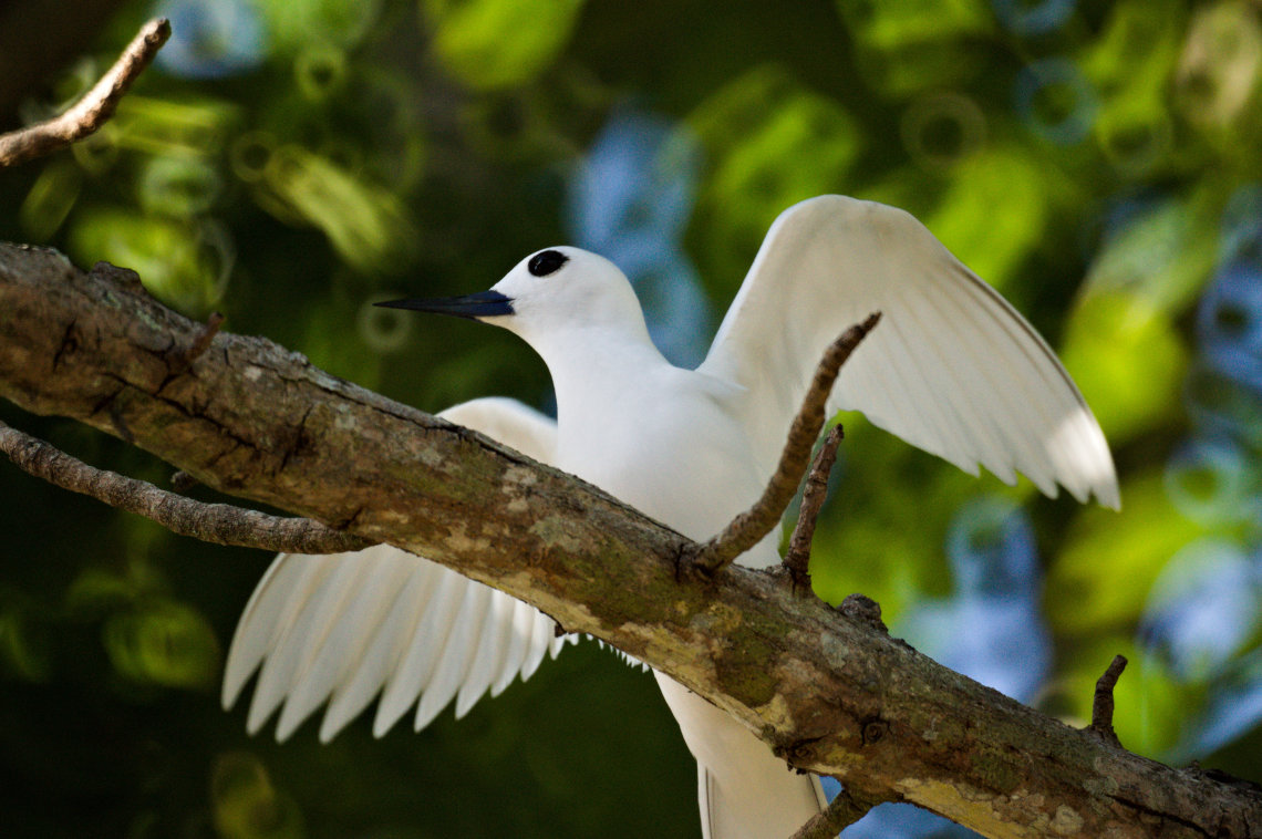 The Gygis alba