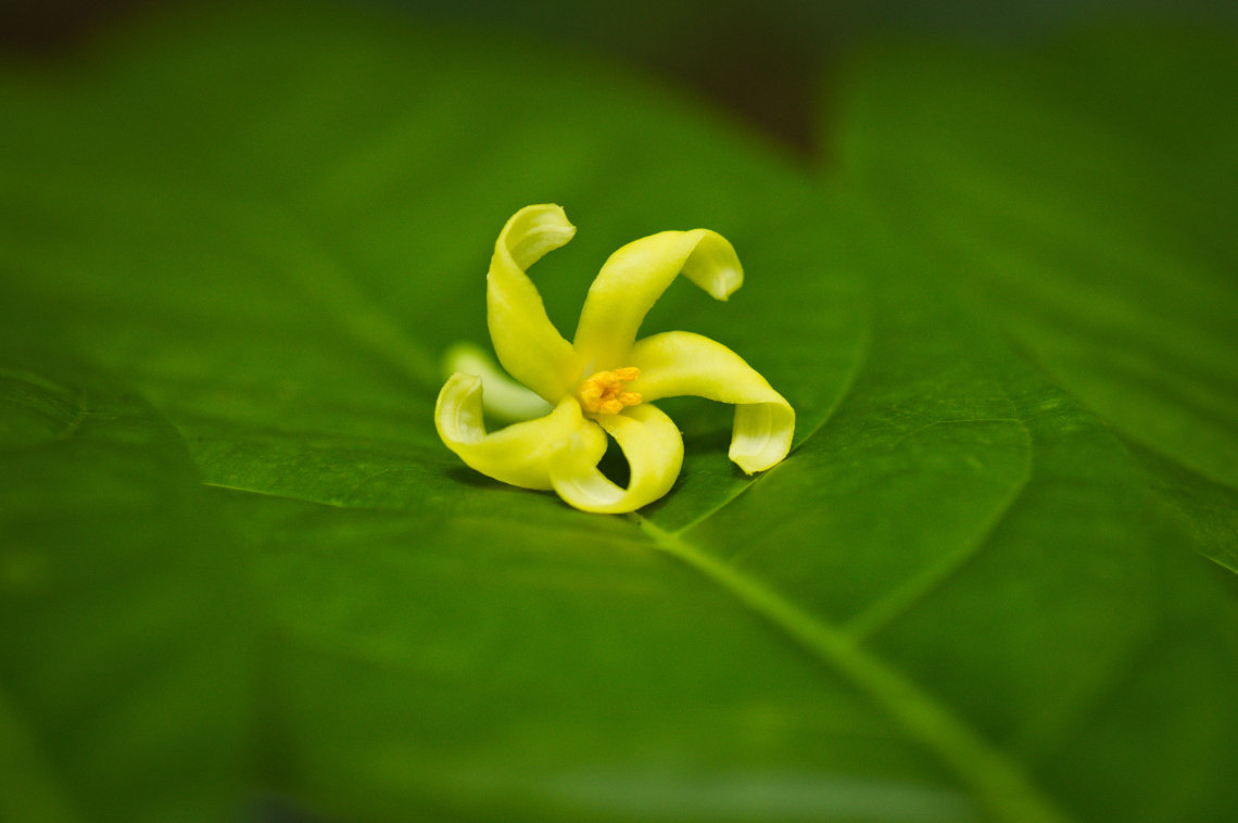 Finding a little color