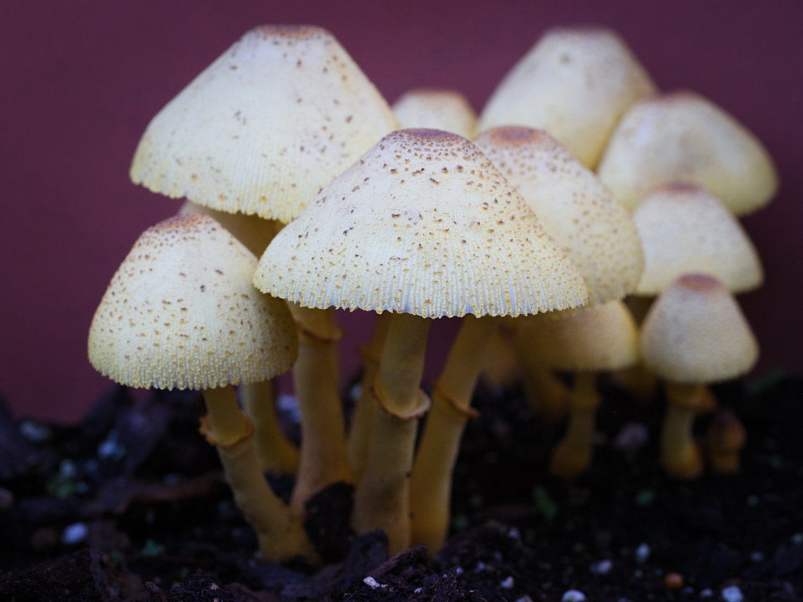 Potted mushrooms
