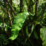 Jungle trail scenes
