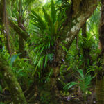 Another jungle scene