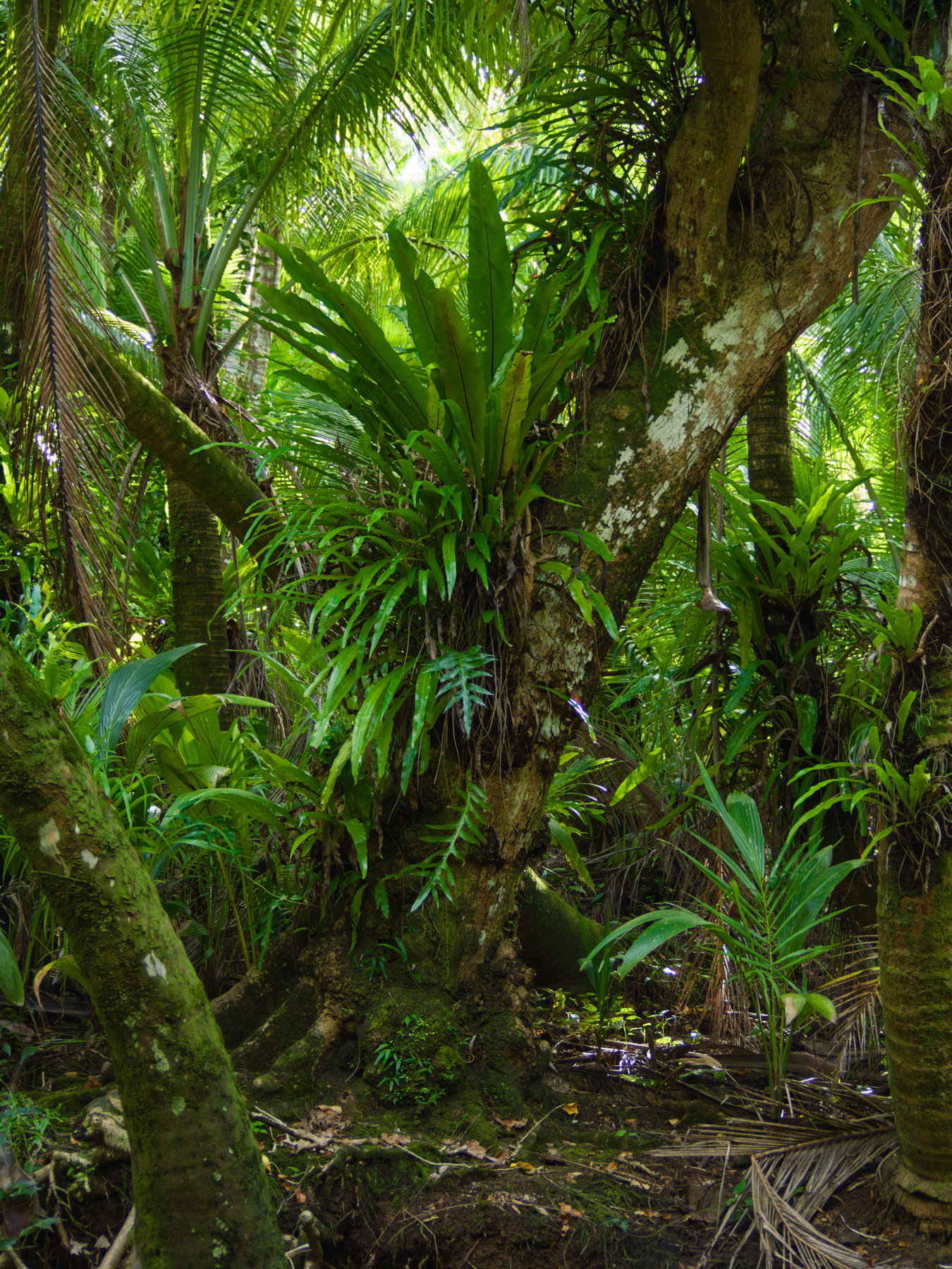 Another jungle scene