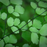 Maidenhair fern