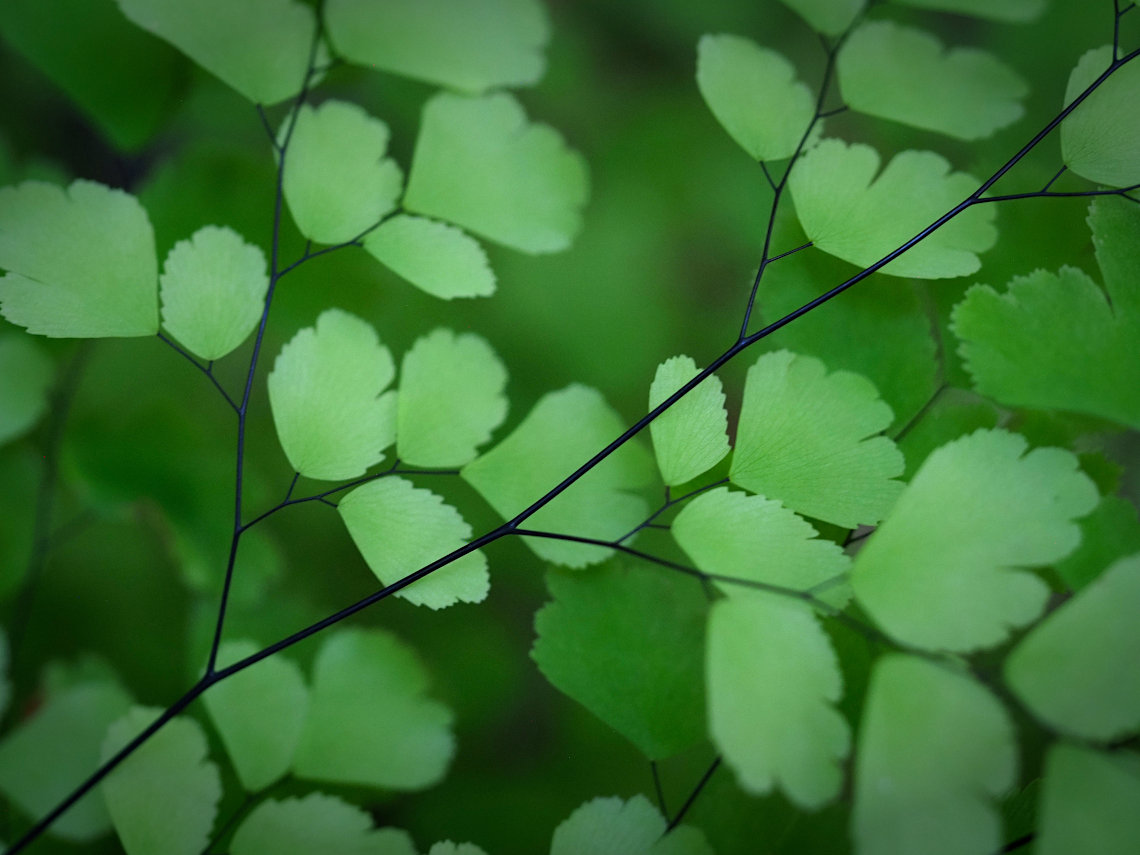 Maidenhair fern