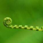 A isolated young fern