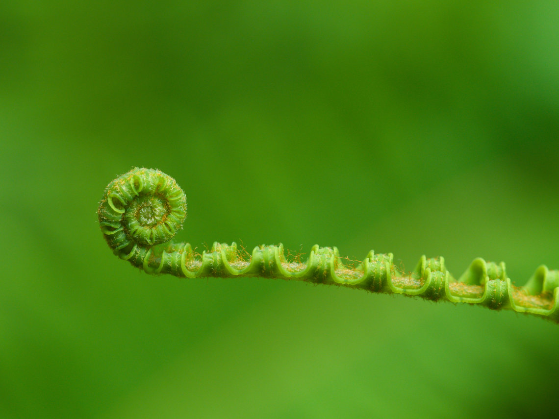 A isolated young fern