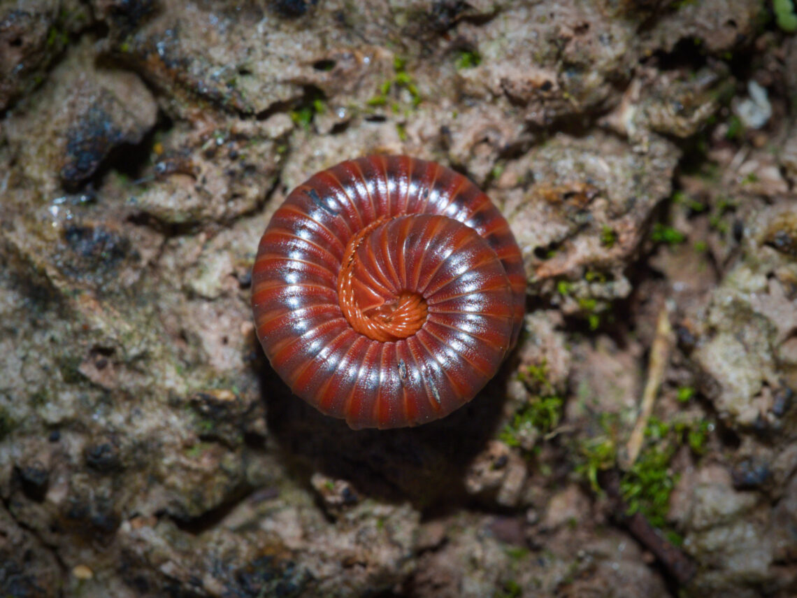 Rusty Millipede