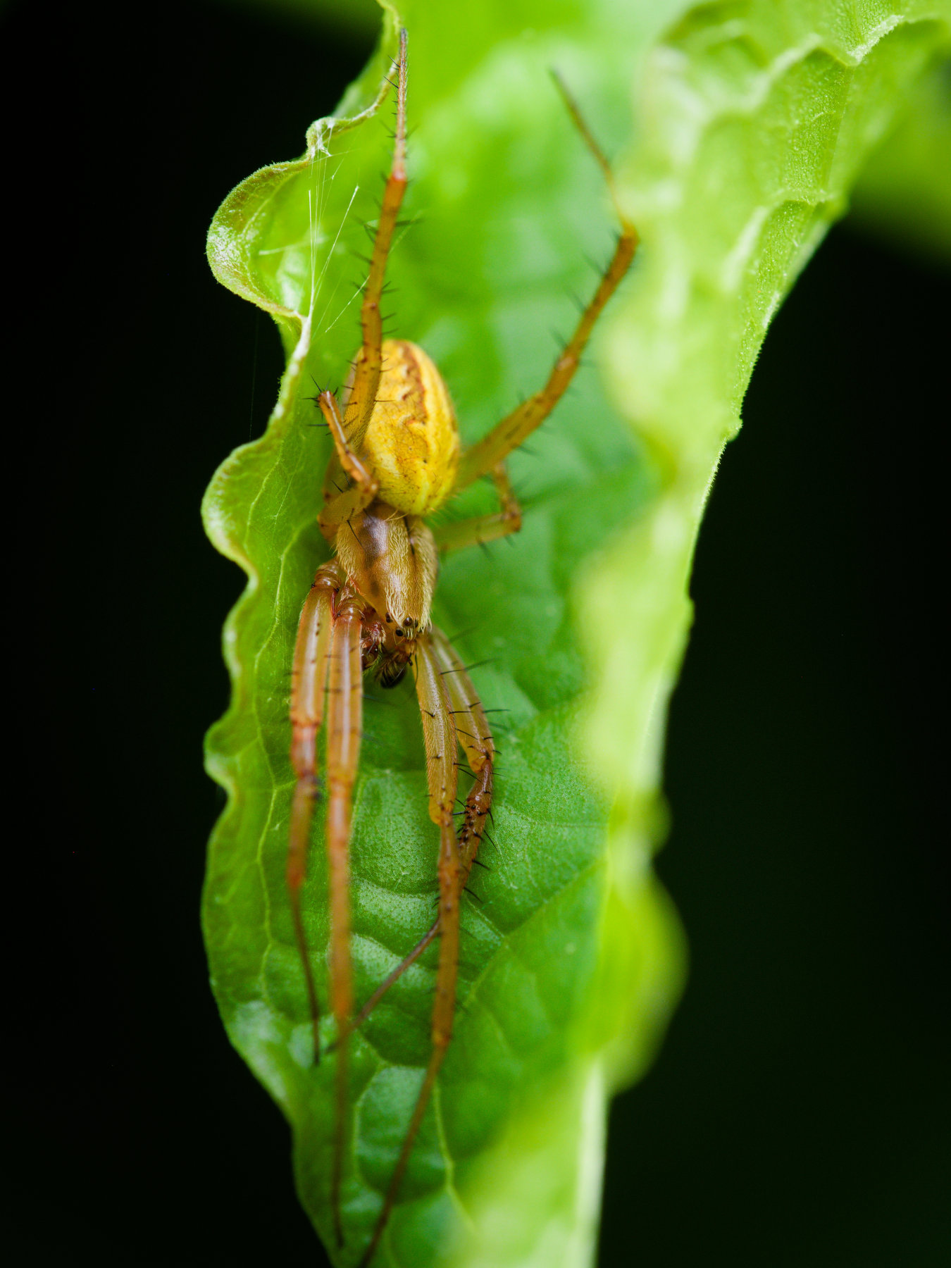 Hiding Orb weaver