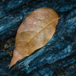 A fallen leaf