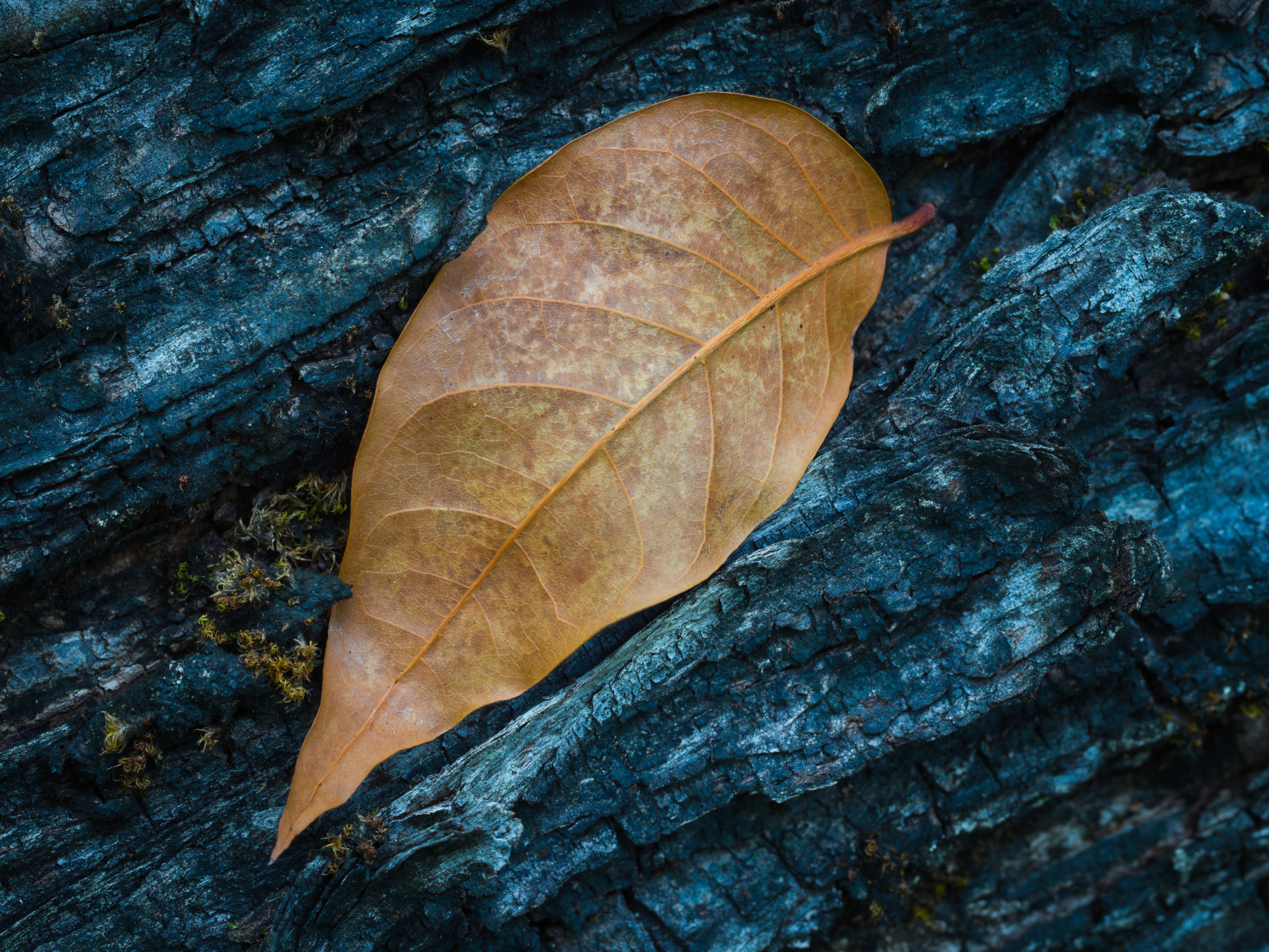 A fallen leaf