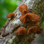 Wood ear fungi