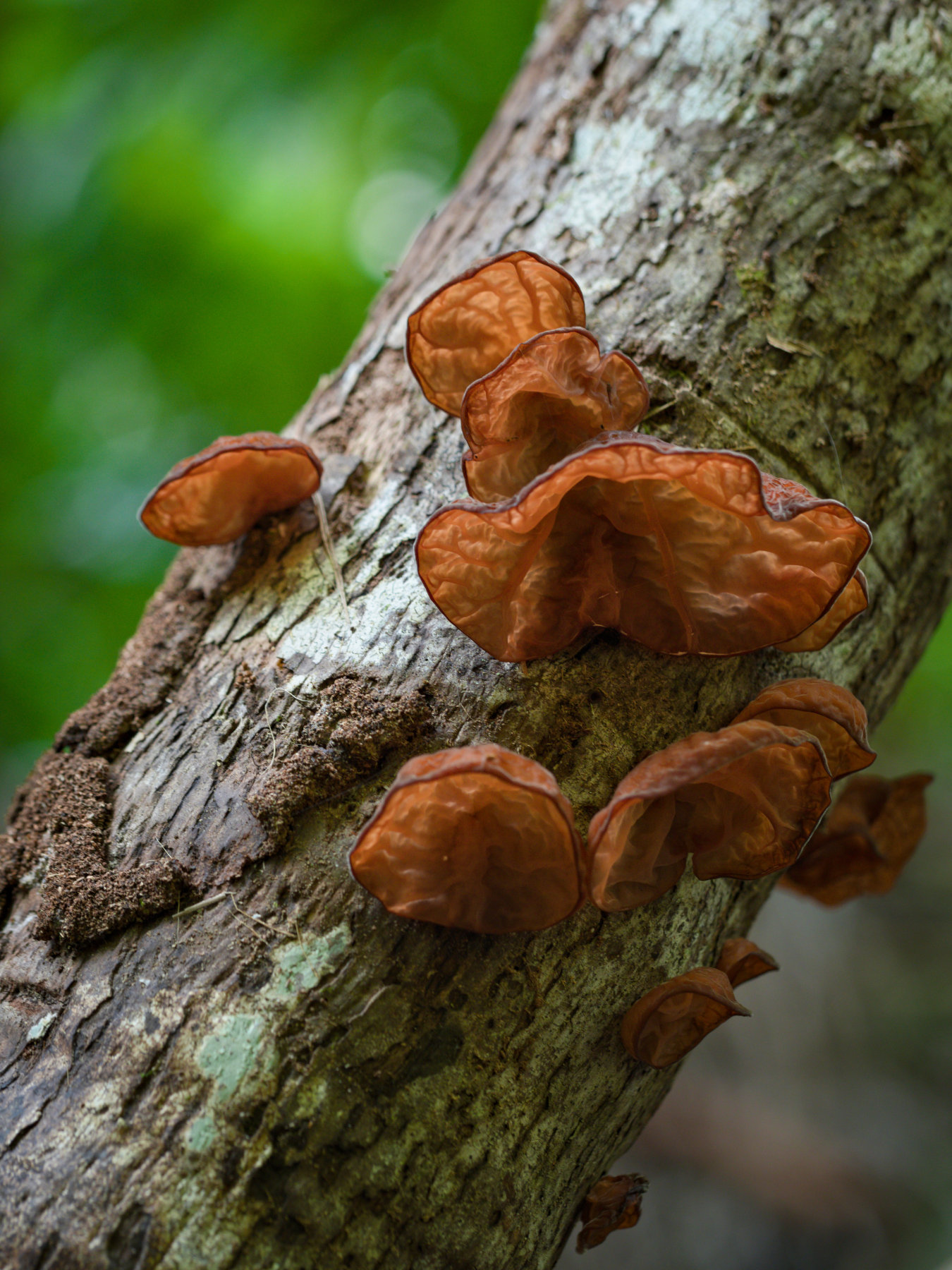 Wood ear fungi