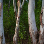 Among the Eucalyptus trees