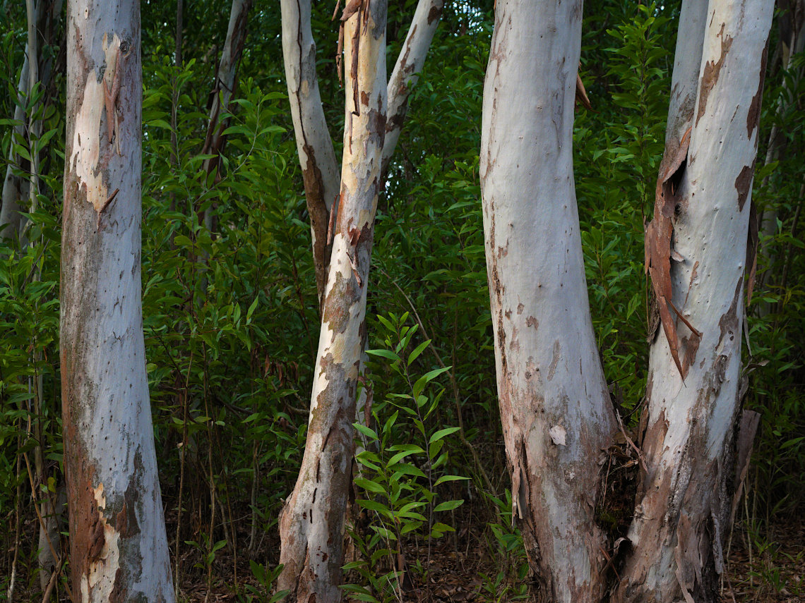 Among the Eucalyptus trees