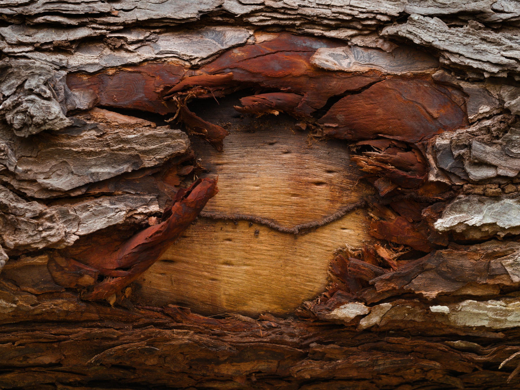 Wounded Mahogany tree