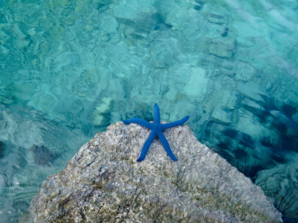 Emerald Valley blue starfish