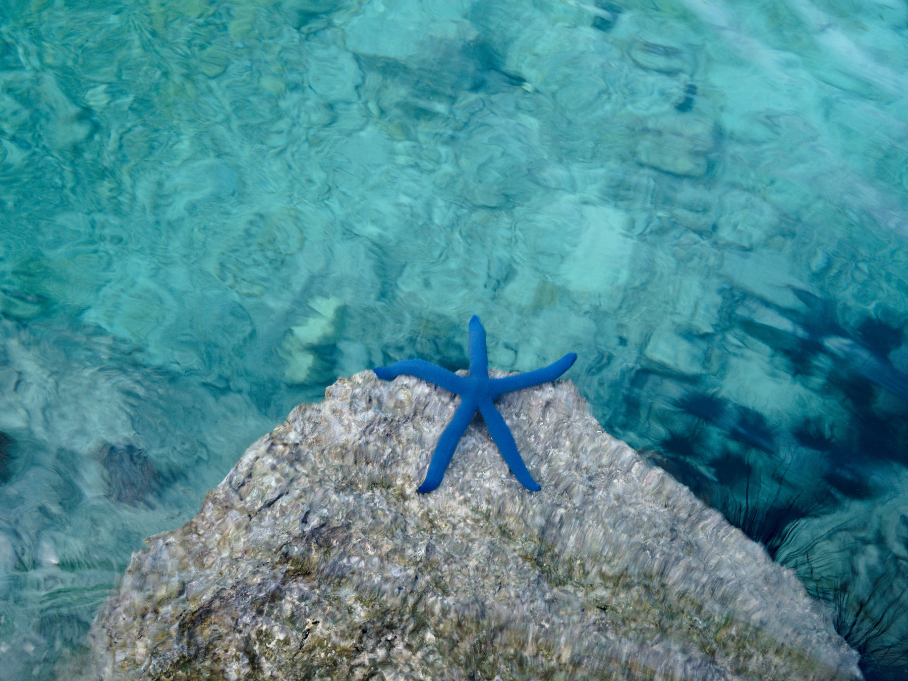 Emerald Valley blue starfish