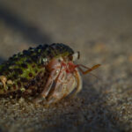 Sunrise hermit crab