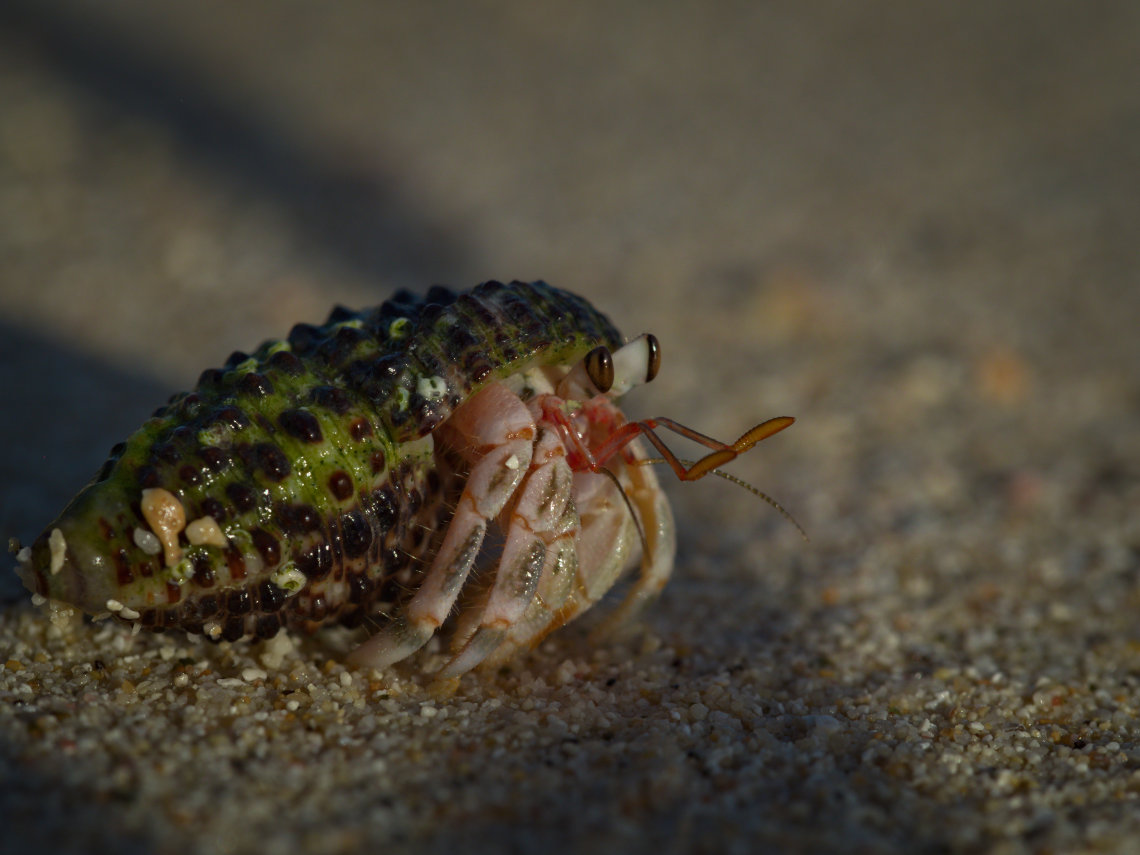 Sunrise hermit crab