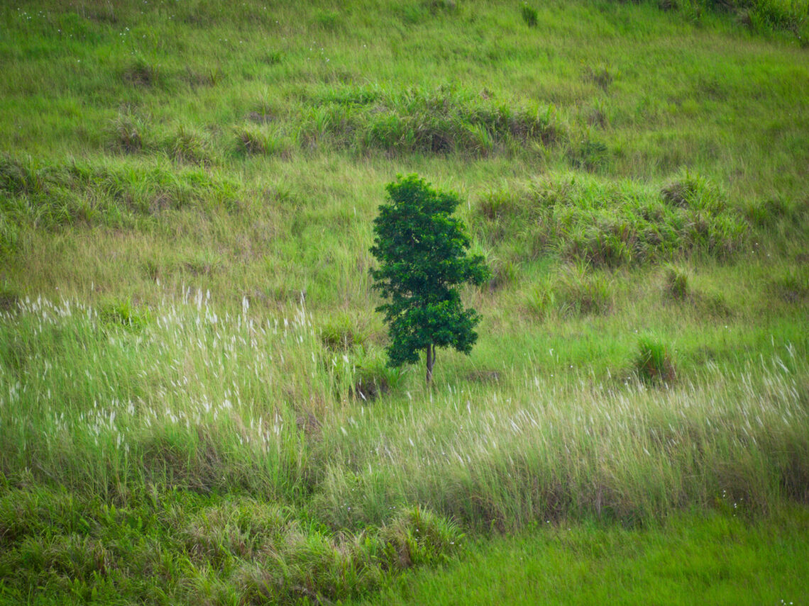 Lone tree across the valley
