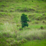 Lone tree across the valley