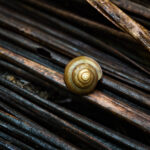 Default apps for 2026