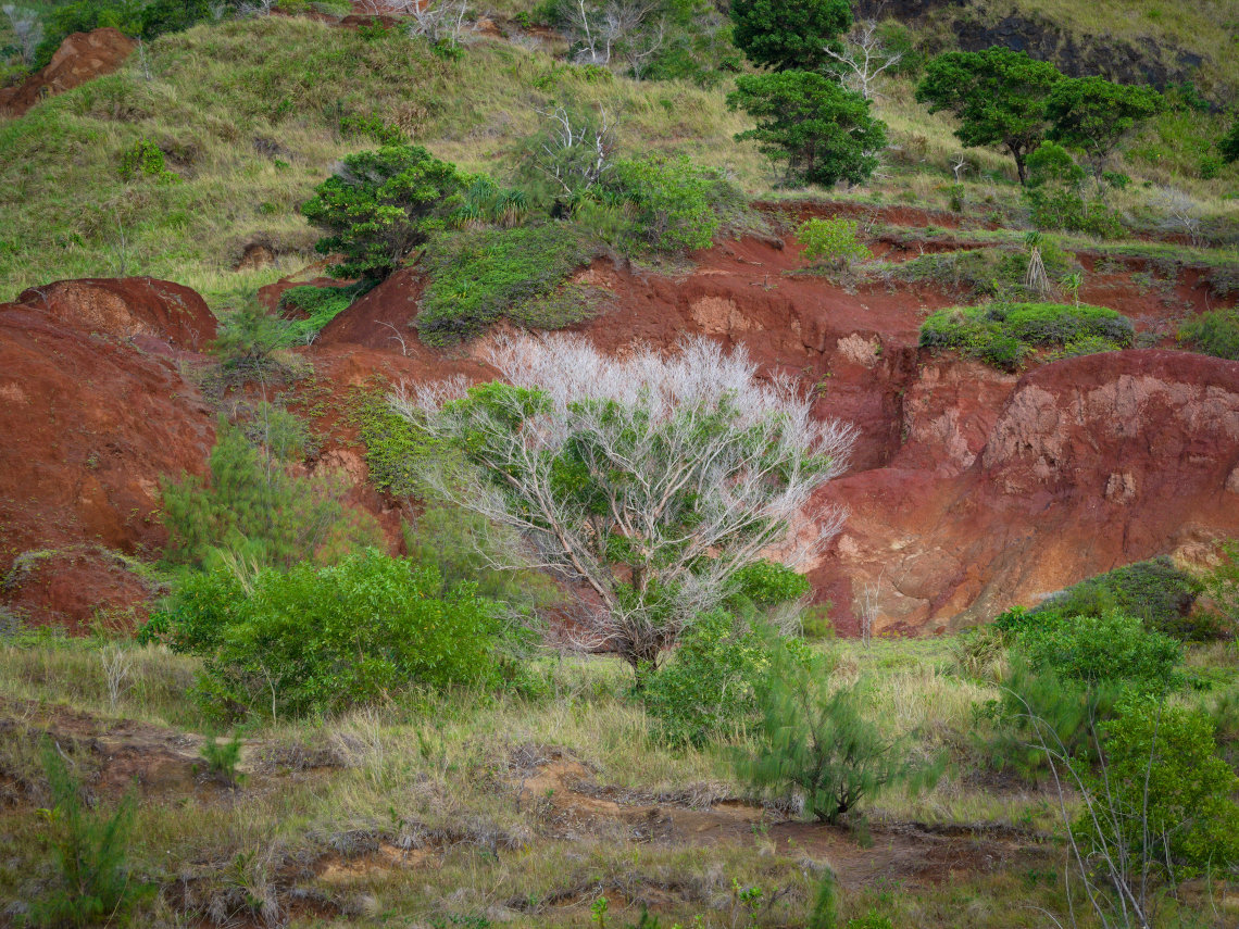 Dead tree on Sella Bay trail